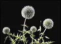 Echinops sphaerocephalus in Setif, Algeria