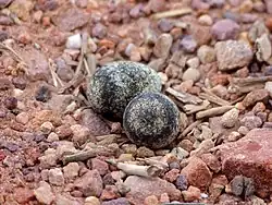 Three-banded plover (C. tricollaris) eggs on open ground