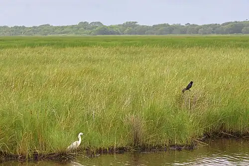 Snowy Egret and Boat-tailed Grackle, Texas Point National Wildlife Refuge