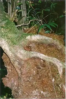 Black olive berry growing as a hemiepiphyte on a soft tree fern at Devil's Creek, South East Forest National Park