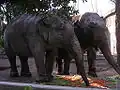 Indian elephants