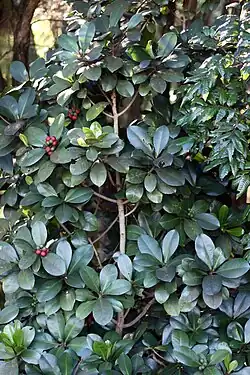 Medium-sized tree with dark leaves and bright red berries