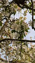 Blossom, Kemerton - Worcestershire (April 2025)