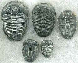Image 51Trilobites first appeared during the Cambrian period and were among the most widespread and diverse groups of Paleozoic organisms. (from History of Earth)