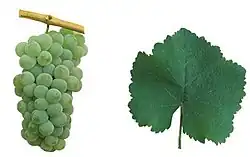 a bunch of pale green grapes and a rounded, slightly toothed vine leaf