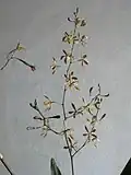 Encyclia candollei inflorescence