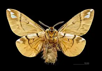 Male ventral side, MHNT