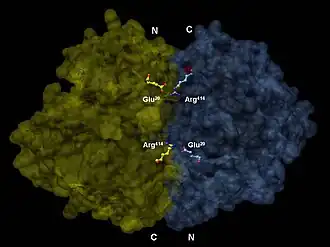 3-D depiction of enolase dimer in antiparallel orientation. One dimer’s N-terminal Glu20 forms an ionic bond with the other’s C-terminal Arg414 to stabilize the enzyme’s quaternary structure.