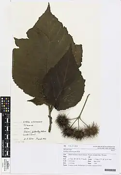 Herbarium specimen