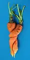 Entwined carrots