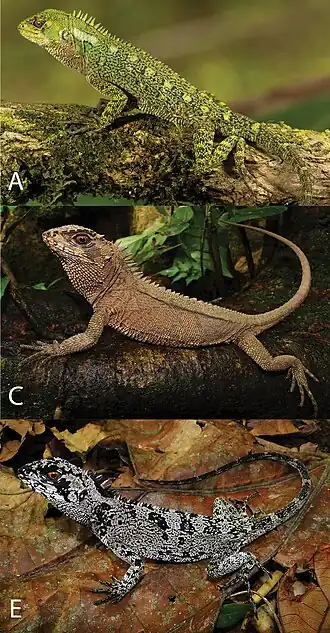 Adult male (A & E), adult female (C)
