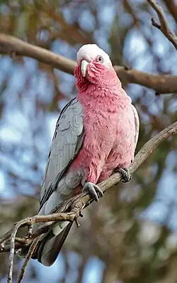 A grey parrot with a pink underside and throat, and a white forehead