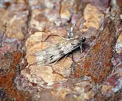 A light tan coloured moth, with black spots.