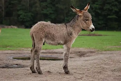 Image 9 Donkey Photograph: Lilly M A 3-week-old donkey (Equus africanus asinus), in Kadzidłowo, Poland. A female donkey is normally pregnant for about 12 months, and usually gives birth to a single foal; twins are rare. More selected pictures