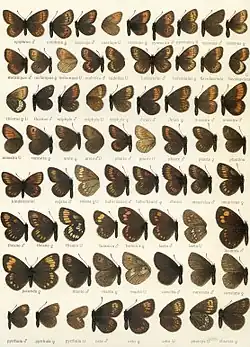 Third Macrolepidoptera of the World plate, of the 31 named taxa depicted, probably less than 10 are actual species.
