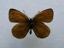 Erebia nivalis
