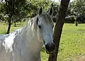 Lipizzaner in the stable