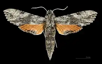 Erinnyis obscura obscura ♀