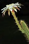 Cereus alex-bragae flower