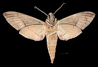 Eumorpha vitis fuscatus Male ventral