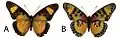 E. s. nipponicorum female dorsal (a); ventral (b)
