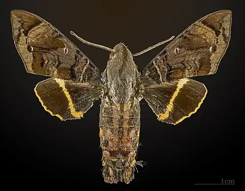 Eupyrrhoglossum sagra