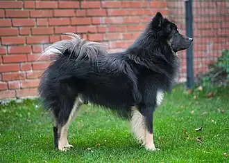 Eurasier with "black and tan" coat