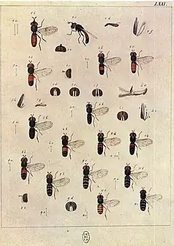 another Meigen illustration (figure 1) the remaining illustrations are of Paragus species