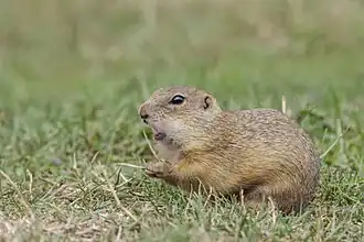 European souslik (Spermophilus citellus) Obrovisko.jpg