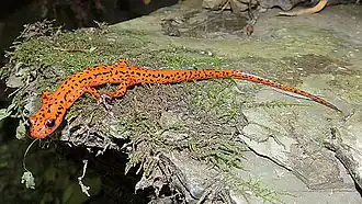 Eurycea lucifuga, also known as the Spotted-tail salamander. Unlike other cave salamanders like the olm, this species has functioning eyes, and still has pigment in its skin.