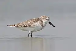 A bird in low water
