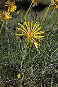 Euryops speciosissimus, Western Cape, South Africa