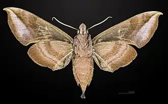 Female underside