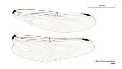 Male wings