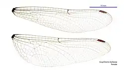 Female wings