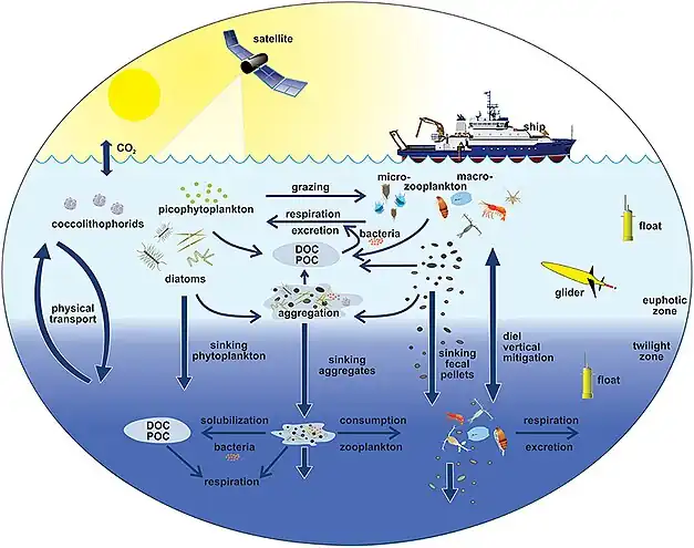 Pelagic food web and the biological pump. Links among the ocean's biological pump and pelagic food web and the ability to sample these components remotely from ships, satellites, and autonomous vehicles. Light blue waters are the euphotic zone, while the darker blue waters represent the twilight zone.[81]