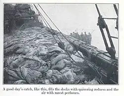 Sealing ship off Newfoundland with a haul of dead harp seals