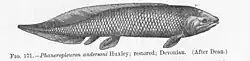 A side view drawing of Phaneropleuron andersoni Huxley.