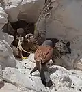 Male lesser kestrel feeding his chicks with Laudakia stellio, Negev desert, Israel