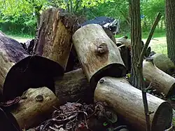 Timber rounds that have been cut and stockpiled for firewood