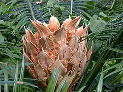 Female cone (megasporophylls) with immature green ovules