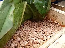 A wooden box containing slimy white beans. Banana leaves are peeled back to reveal contents of box. A thermometer is embedded within.