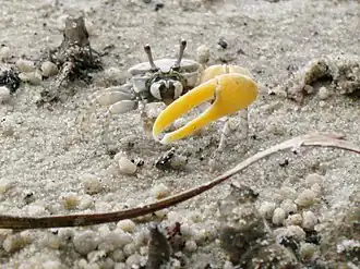 Austruca perplexa Perplexing fiddler crab Australia