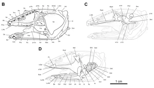 Skull diagram