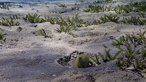 Fivefinger razorfish (Iniistius pentadactylus) peeking out of sand.