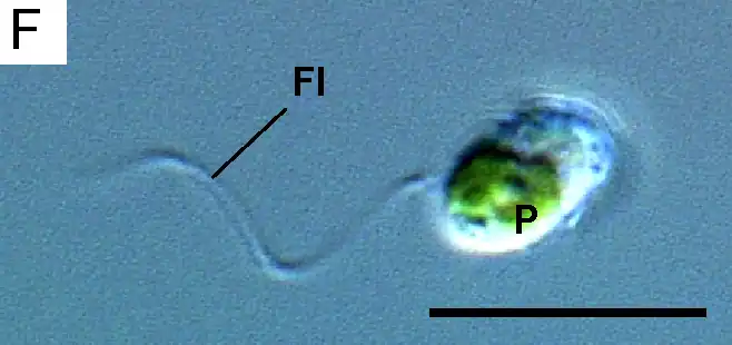 Flagellate cell of Lotharella globosa with a single flagellum (Fl) and plastid (P) Scale bar = 10&nbsp;μm