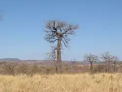 A tree in grassland with tapering trunk and contorted bare branches
