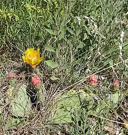 Typical yellow flower ►