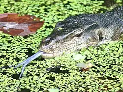 The water monitor it is the world's second-heaviest lizard, after the Komodo dragon.[21]