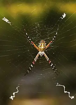 Argiope florida